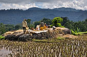Hike up to Batutumonga north of Rantepao - farmers at work on rice terraces
