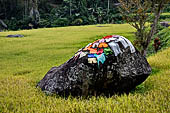 Hike up to Batutumonga north of Rantepao - rice terraces