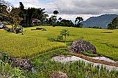 Hike up to Batutumonga north of Rantepao - rice terraces