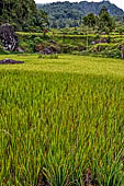 Hike up to Batutumonga north of Rantepao - rice terraces