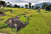Hike up to Batutumonga north of Rantepao - rice terraces