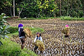 Hike up to Batutumonga north of Rantepao - farmers at work on rice terraces