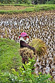 Hike up to Batutumonga north of Rantepao - farmers at work on rice terraces