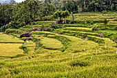 Hike up to Batutumonga north of Rantepao - rice terraces
