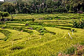 Hike up to Batutumonga north of Rantepao - rice terraces