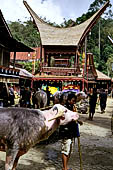 Bori Parinding villages - Traditional toraja funeral ceremony.