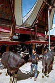 Bori Parinding villages - Traditional toraja funeral ceremony.