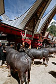 Bori Parinding villages - Traditional toraja funeral ceremony.