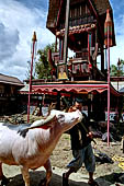 Bori Parinding villages - Traditional toraja funeral ceremony.