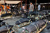 The market of Makale - stalls selling local produce including coffee, tobacco, buckets of live eels, piles of fresh and dried fish, and jugs of  'balok'