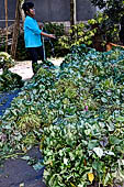 The market of Makale - stalls selling local produce including coffee, tobacco, buckets of live eels, piles of fresh and dried fish, and jugs of  'balok' 
