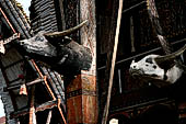 Pallawa - Traditional tongkonan house. The front of the house usually has a carved buffalo head and a collection of genuine buffalo horns.