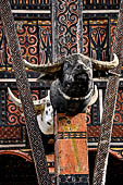 Pallawa - Traditional tongkonan house. The front of the house usually has a carved buffalo head and a collection of genuine buffalo horns. 