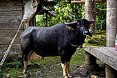 Pallawa - Traditional village. 