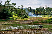 Suaya - rice fields 
