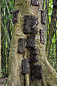 Suaya - baby graves in trees 