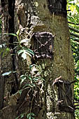 Suaya - baby graves in trees 